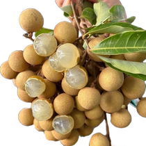 Dragon Eye Tree Graft Stone Kip Kip Gui Round Tree Seedlings Storage Benign Potted Fruit Seedlings South Four Seasons Planted When The Year Knot