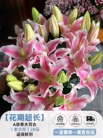 Прекрасная парфюмерная лилия丨Сорбон丨20 цветков содержат консервант [чрезвычайно длительный период цветения]