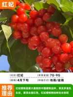 [Результат того года, один фальшивый платит десять] Хонгфей-вишневые саженцы 40-50 см.