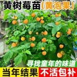 Саженцы желтой пузырьковой малины, малина, четырехсезонные плодовые деревья, саженцы золотой осенней горшечной малины, результаты посадки в один и тот же год на севере и юге.