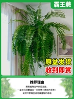 150#15 15 【Посадка горшков】