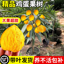 Authentic egg fruit seedlings are grafted onto Yaotang Xiantao fruit trees and bear fruit in the same year. Egg yolk fruits are planted in the north and south in the courtyard.