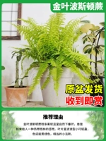 150#Золотой лист человек+посылать крюк [внутренний маленький лес]