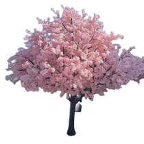 Four Seasons Cherry Blossom Tree Seedling Courtyard Tree Potted Plant Yunnan Heavy Petal Late Cherry Tree Japanese Flower Green Planted Outdoor Graft