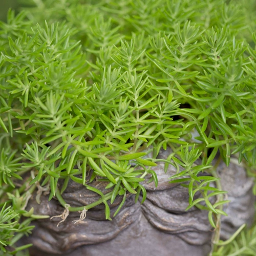 Фоджия травяной горшечный двор садовой крыша посадка зеленых саженцев, золотая кожаная бонсай, многолетние растения