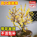 Саженцы деревьев Plummeli, сильные ароматные суксин ла -горшок старая куча бонсай посадка внутреннего двора и наружные красные цветы сливы и зеленые растения