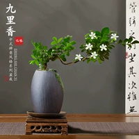 Погружение в горшок с дрейфом джиули Сян+фиолетовый кончик песка+деревянный наконечник