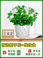 [Multi -Branch Big SEDICLINGS] Бутик -садовые тела с цветочными почками+керамическая линия бассейны+специальные удобрения [приносят цветы Full House Fluttering Fragrance]