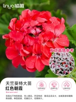 [С сильным ароматом цветов] очень широкие саженцы герани 40-50 см (красное утреннее свечение № 180) [жестко устойчивые и легко поднять]