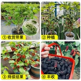 Саженцы для точки