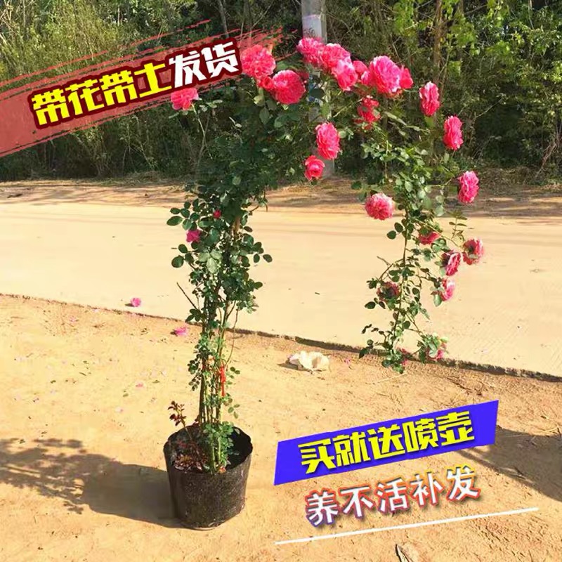 Vines Moon Season Flowers Miao Flower Flowers Courtyard Plant Indoor Flowers Potted Rose Climbing Vine Rosary Season Strong Aroma Blooming