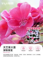 [С сильным ароматом цветов] очень широкие саженцы герани 40-50 см (глубокий градиент порошка № 180) [отвергните неправильную тарелку]