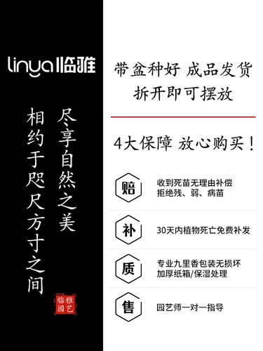 Маленькие листовые плавающие ветви, джиули Сян -горшечный китайский бонсай зеленые растения В помещении рабочего стола в горшке.