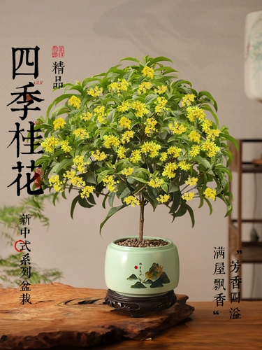 Четырехсезонные саженцы османтуса в горшках, новые бонсай в китайском стиле с сильным ароматом, зеленые растения с коротким ворсом, настольные офисные растения в горшках