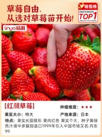 Hongyan 3 Pot [Оригинальный горшок и оригинальные сумки для земли живут]+удобрения