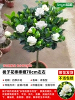 [В основном пакет карты в течение одного года] Бутик -ледяной моделирование Gardenia (около 70 см) [Принесите цветы и поставляется с горшкой]