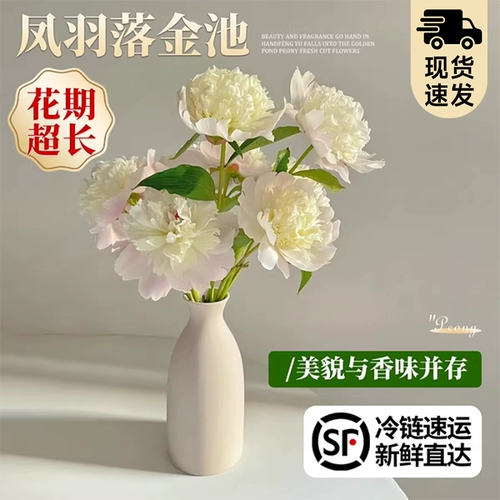 Feng yu luo jinchi pei цветок цветок цветок цветок Yunnan прямые волосы Букет шандун Hze Pei Flower Clorte Room Гостиная уход за водой цветы
