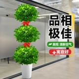 Деньги баньян горшечный завод в помещении деньги деньги гостиная гостиная крупно