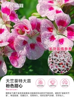 [Цветочный аромат] Герановые саженцы 40-50 см (розовая возлюбленная № 180) [Один из трех лучших горшков]