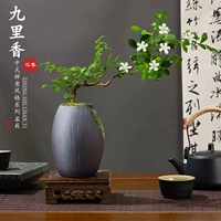 Разные плавучивые ветви Jiuli Xiang+деревянный наконечник