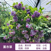 Лаванда имеет высоту около 1 метра 6