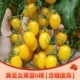 6 Huang Girl Fruit Seartings [высокое содержание сахара]
