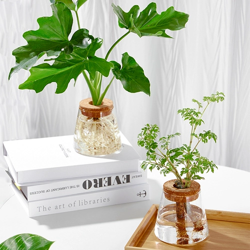 Настольное гидропонное растение в помещении