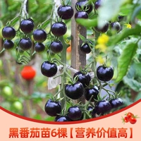 6 черных саженцев томатов [высокая питательная ценность]