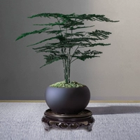 Zen yimi+wenzhu+пластическая прибыль