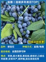 [Zhongmiao] Бутик черничный и изумрудный горшечный растение 40-50 см+удобрения (немедленно приводит к смерти и смерти)