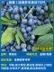 [Zhongmiao] Бутик черничный и изумрудный горшечный растение 40-50 см+удобрения (немедленно приводит к смерти и смерти)