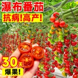 Мелкие семена томатов «Водопад», семена томатов черри, четырехсезонные балконные овощи, семена томатов, рассада карликовых томатов.