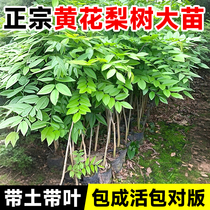 Authentic Hainan huanghuali saplings precious seedlings potted plants small-leaf red sandalwood planted in the north and south courtyards for four seasons.