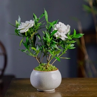 Lagua Gardenia+белые трещины