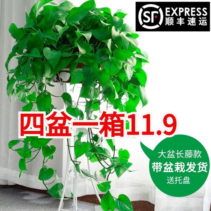 Ivy Green Rose Chamber Pot Plant Suction Air Purification Airborne Flower Hydro Green Plant Large Green Pot