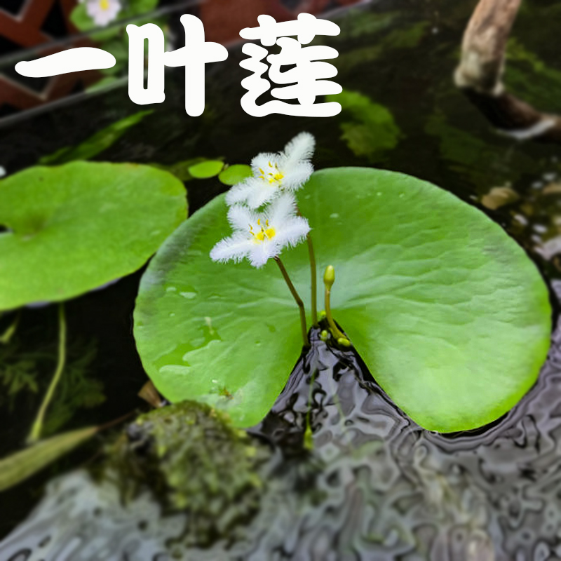 Ye Lian Pingping Pot Freshwater Float Waterborne Fish Plant Will Float Float Float Float