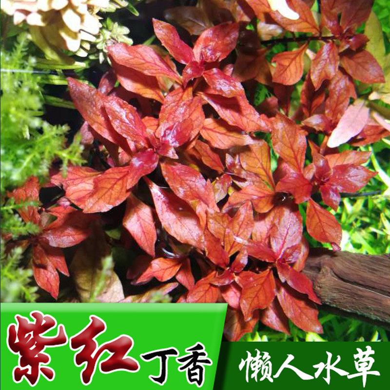 The background of the purple clove with stem living aquarium tank decorated with freshwater plant hair color Dutch landscape