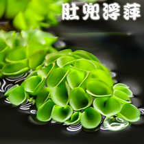 Bellflower duckweed water hibiscus floating aquatic plant hydroponic plant large duckweed green plant flower aquaculture grass
