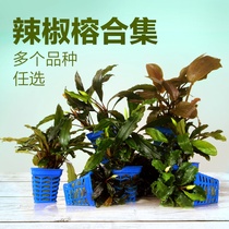 Pepper Banyan collection of Smurfs living aquatic plants fish tanks landscaping living aquarium water Banyan negative grasses novice freshwater