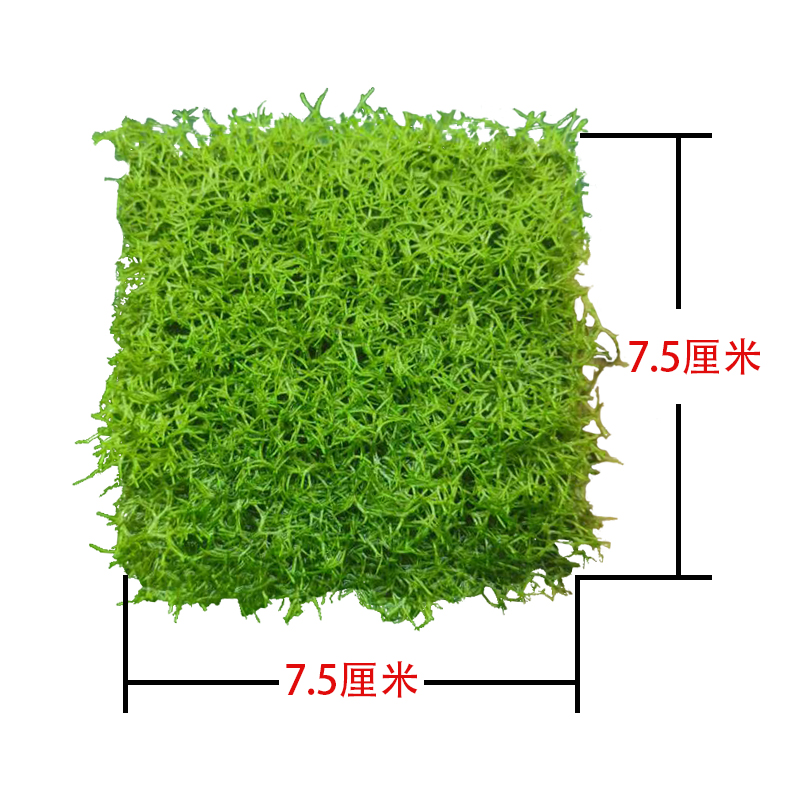 Antlers Thames Aerobic True Aquatic Grass Bubble King Moss Foreground Grass Medium Grass Beginner Easy Freshwater Cultivation
