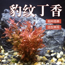 Fish tank landscaping landscape water grass rear view grass BAO WEN lilac red rear view grass novice water grass good breeding easy to live
