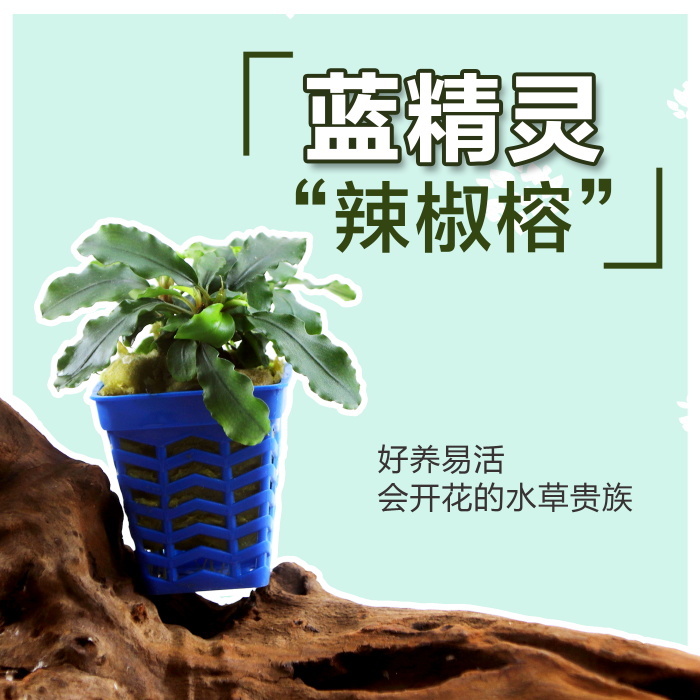 Smurf pepper Banyan foreground aquatic grass fish tank landscape living aquarium water Banyan Yin grass novice landscape