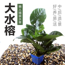 Freshwater aquarium fish tank living aquatic plants large water Banyan large banyan large Banyan Water leaf high tank landscaping without CO2