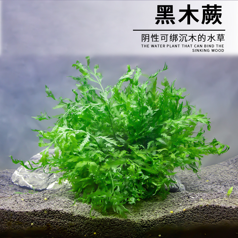 Black Wood Fern Negative Water Grass Fish Tank Grass Vat Crystal Shrimp Vat Sink Wood View plant Bujing living Self-raising water