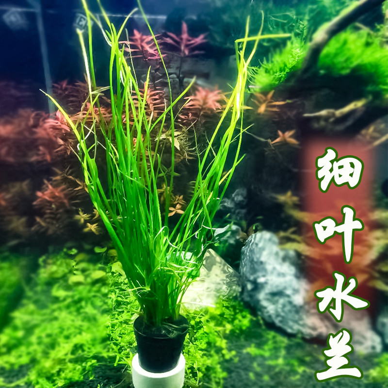 Thin-leaf water orchid ribbon orchid original tank landscaping freshwater plant living aquatic grass fish tank background grass elegant plant