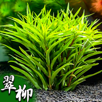 Emerald Willow water grass fish tank Living Fresh water lazy entry-level plants in Willow-negative stems underwater leaves in the back view