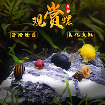 Apple snail ornamental snail golden snail zebra egg mystery snail water grass landscape tank pet snail algae removal tool snail
