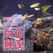 Four-color water lily fish tank water grass landscape duckweed bag damage