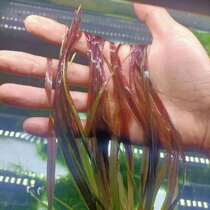 Red ze algae blood ze algae large ze algae algae rare aquatic plants landscape background grass red Tut algae