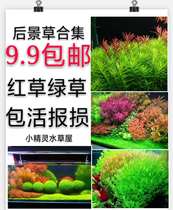 Fish tank living real water grass in the back of the landscape package court Tiger ear butterfly rain crack water clove blood heart orchid leaf